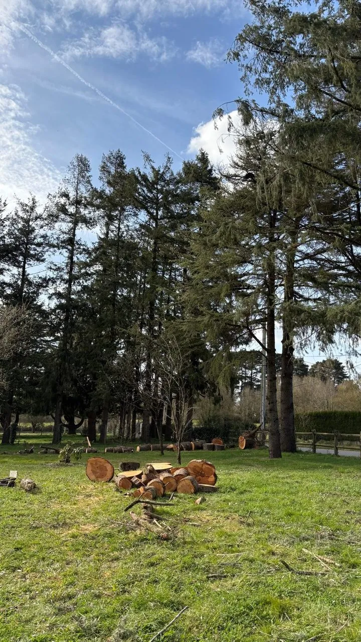 Abattage du cèdre au ras du sol à Couëron
