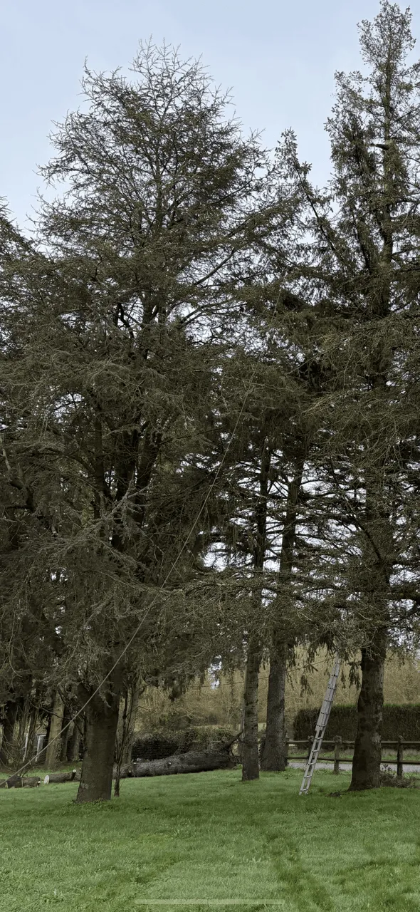 Abattage du cèdre au ras du sol à Couëron