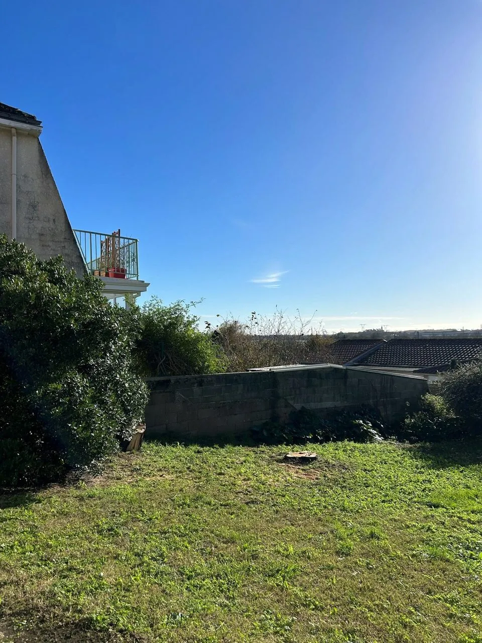 Abattage du mimosa à Savenay