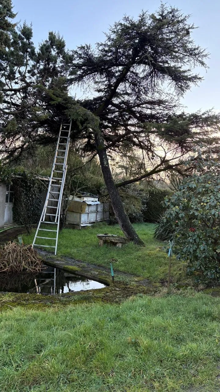 Abattage du sapin fragilisé et déséquilibré au ras du sol à Couëron