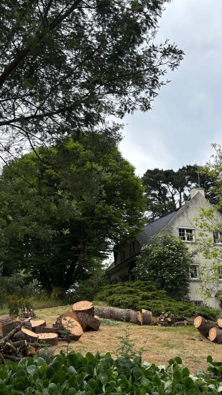 Abattage d’un pin proche de la maison sans évacuation des troncs à Couëron