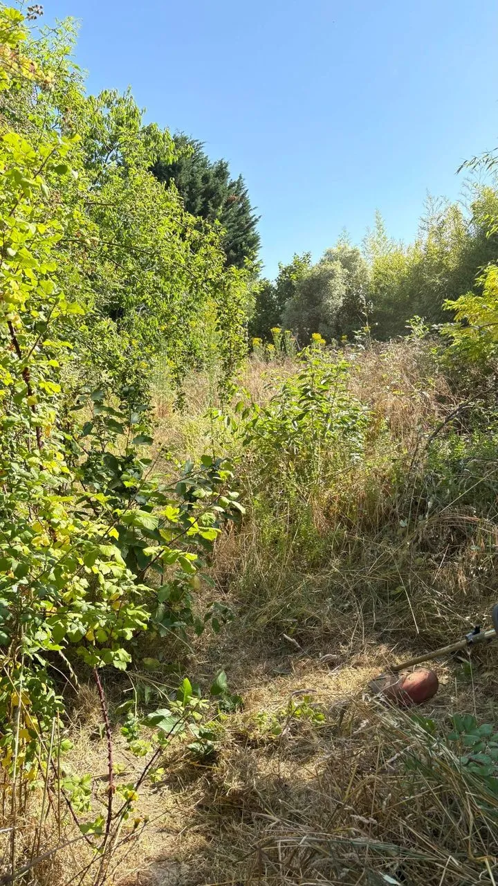 Débroussaillage à Couëron