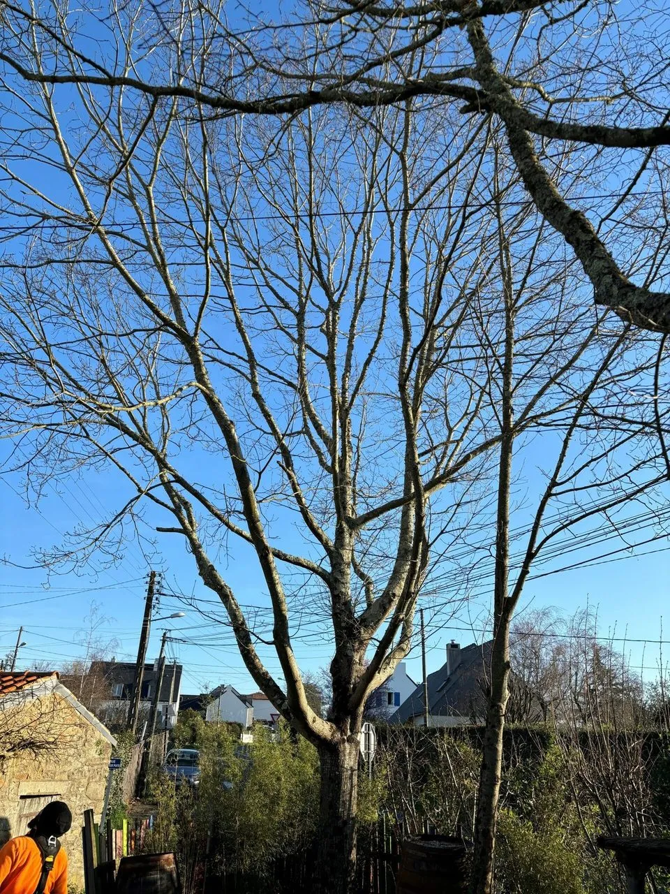 Élagage complet de l’arbre à Couëron