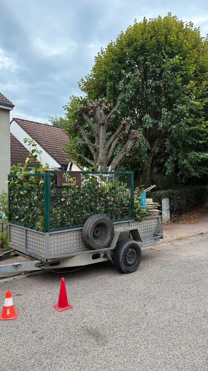 Élagage darbre pour une remise en forme à Orvault