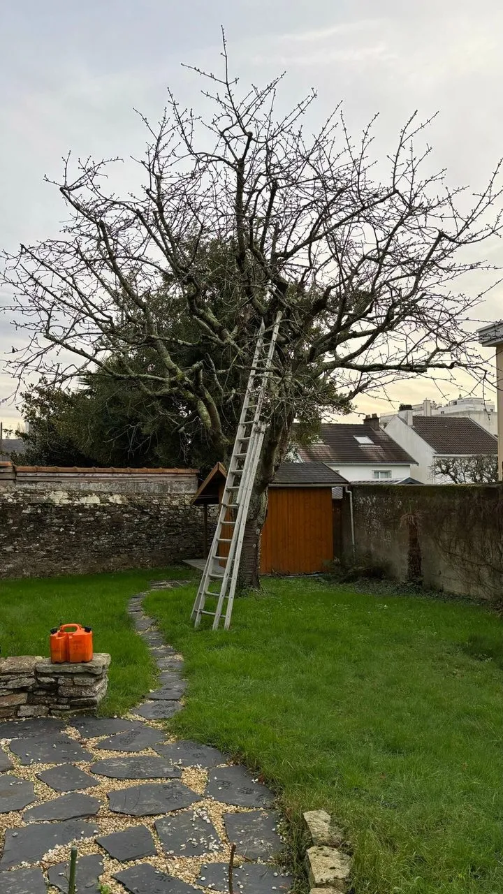 Élagage darbres fruitiers pour une remise en forme à Couëron