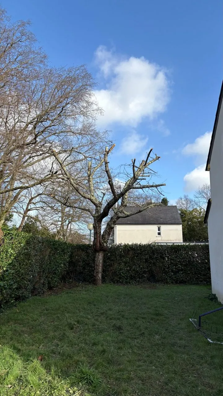 Élagage du cerisier à Couëron