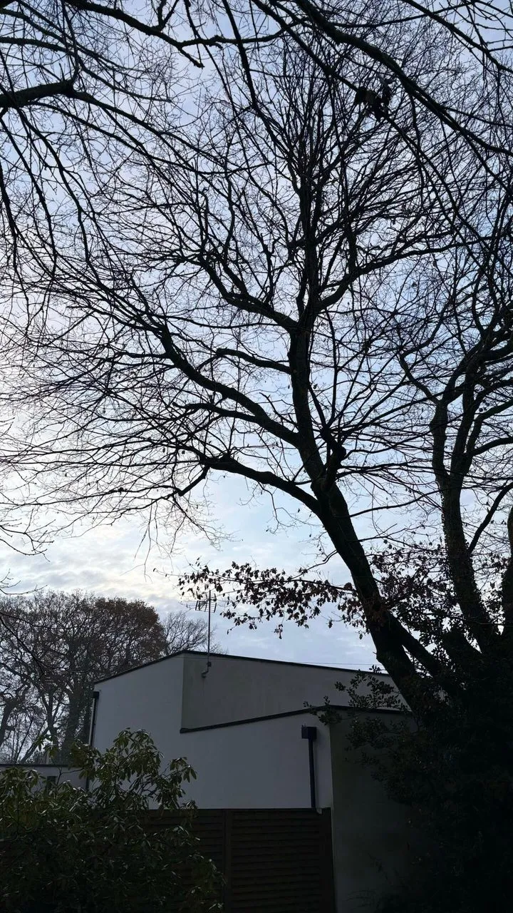 Élagage du chêne avec nacelle à Sautron
