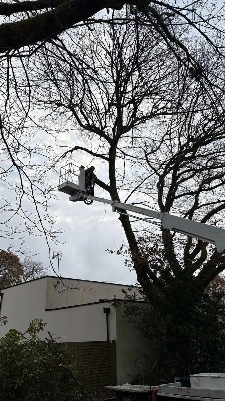 Élagage du chêne avec nacelle à Sautron