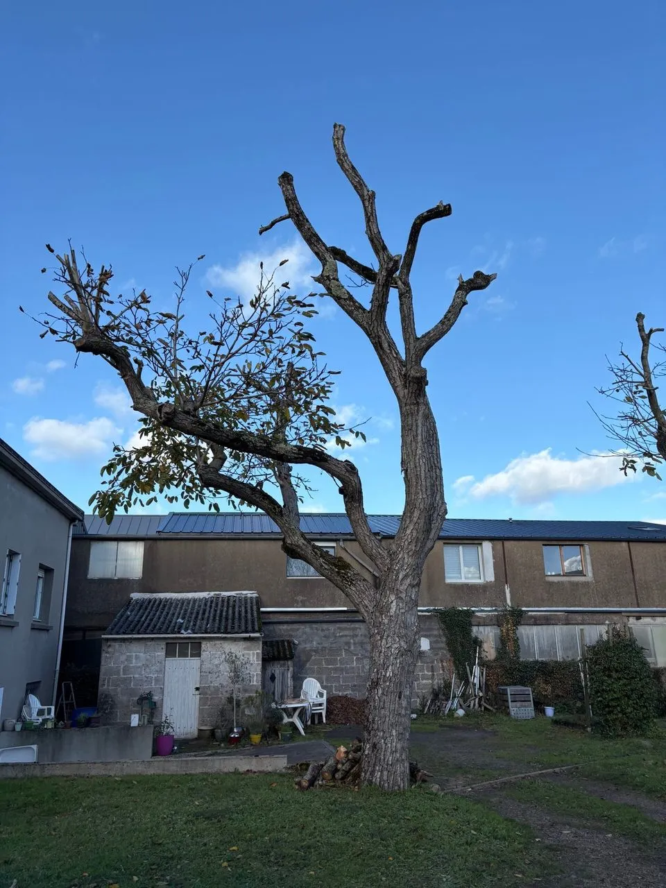 Élagage du noyer pour une remise en forme à Couëron