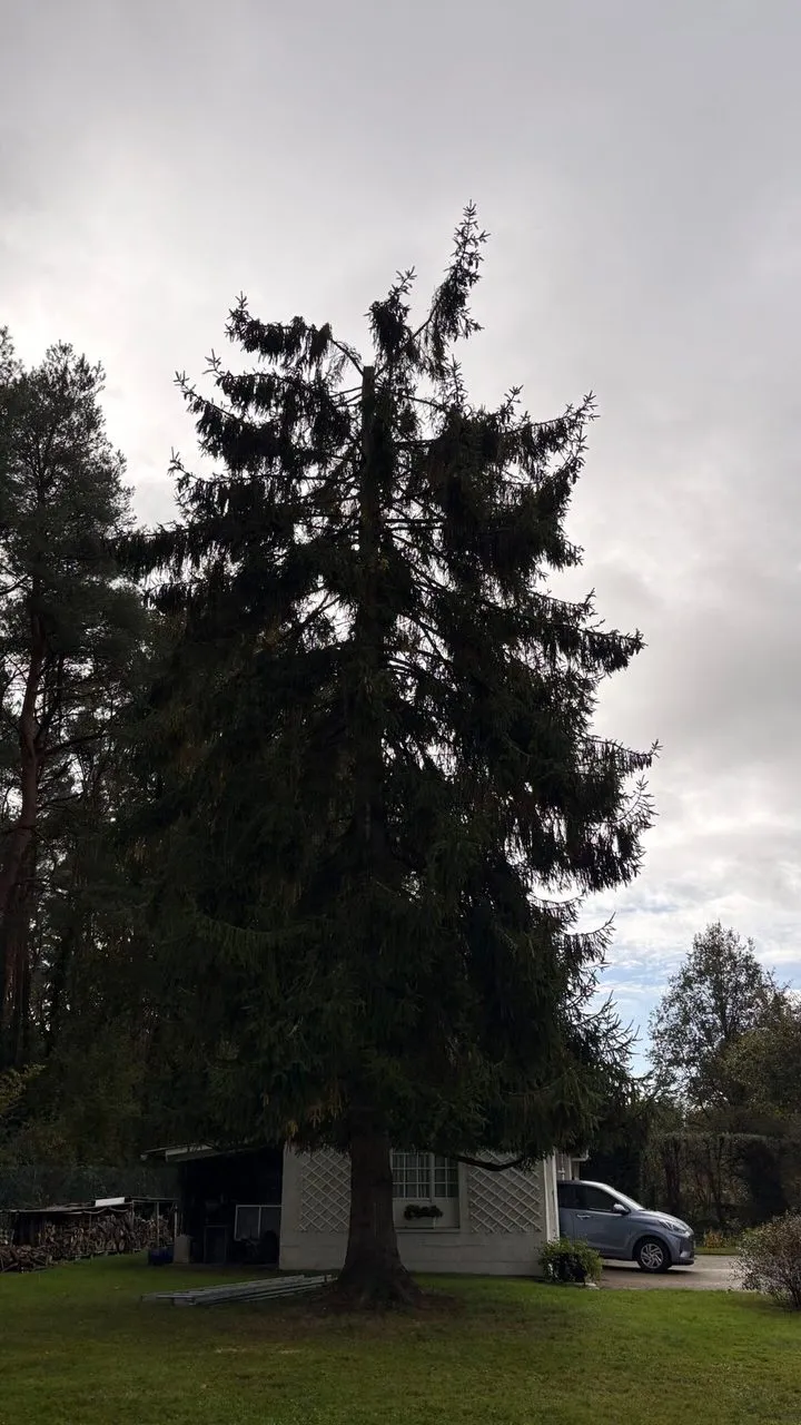 Etetage du sapin pour diminution de la hauteur de 4 metres à Couëron