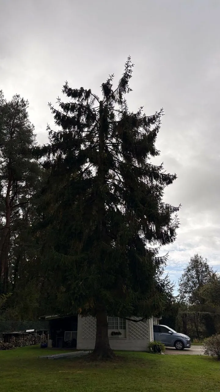 Etetage du sapin pour diminution de la hauteur de 4 metres à Couëron