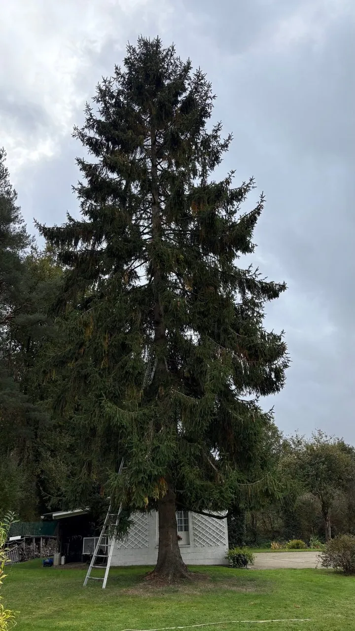 Etetage du sapin pour diminution de la hauteur de 4 metres à Couëron