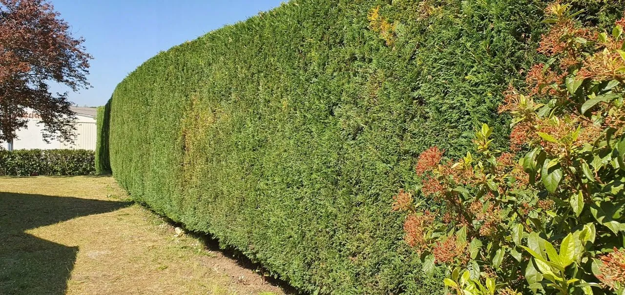Taille de haie au à Le Pellerin