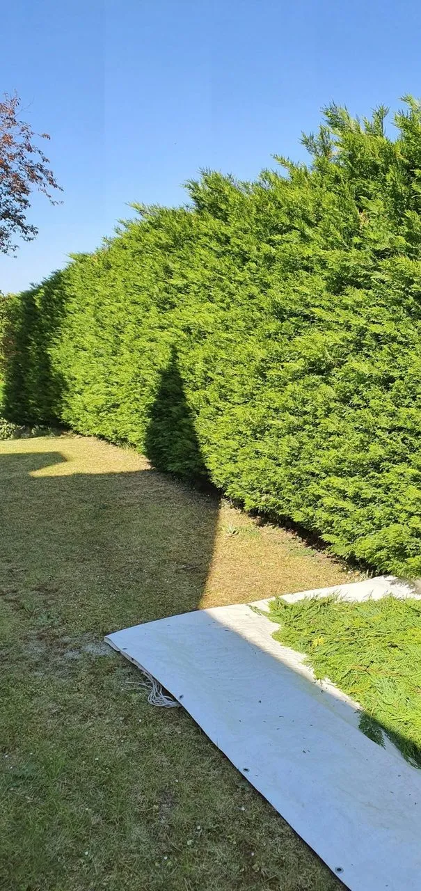 Taille de haie au à Le Pellerin