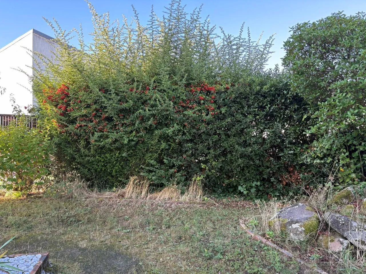 Taille de haie de pyracantha à Couëron