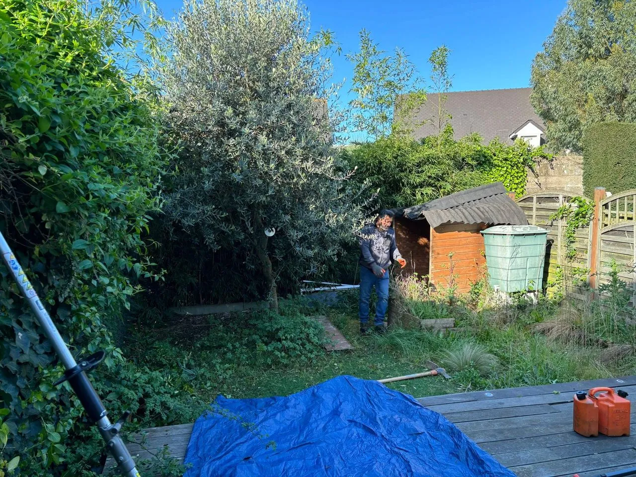 Taille de l’olivier de la haie et nettoyage de jardin à Orvault